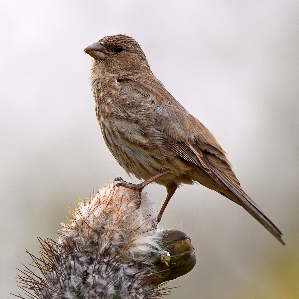 Finch5.jpg
