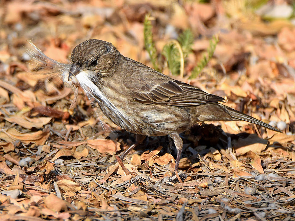 Finch5.jpg