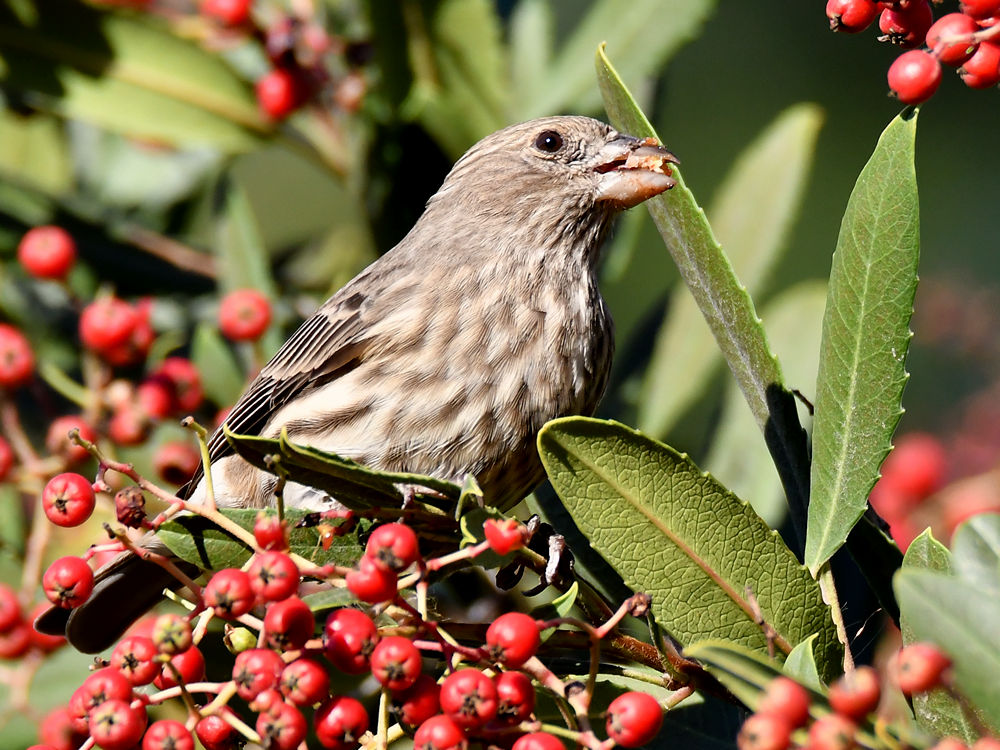 Finch5.jpg
