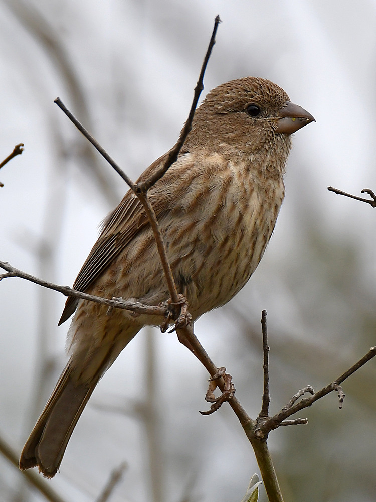 Finch5.jpg