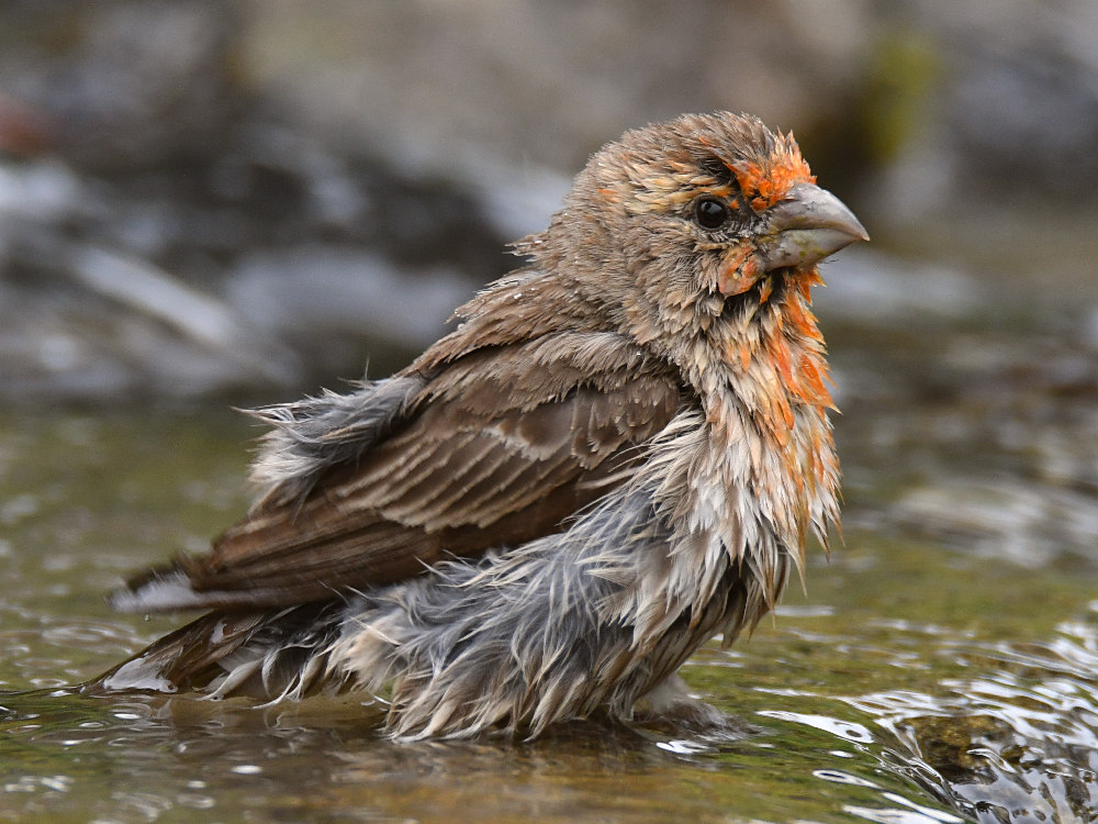 Finch5.jpg
