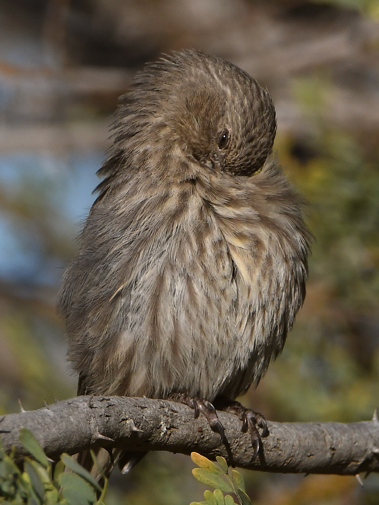 Finch5.jpg