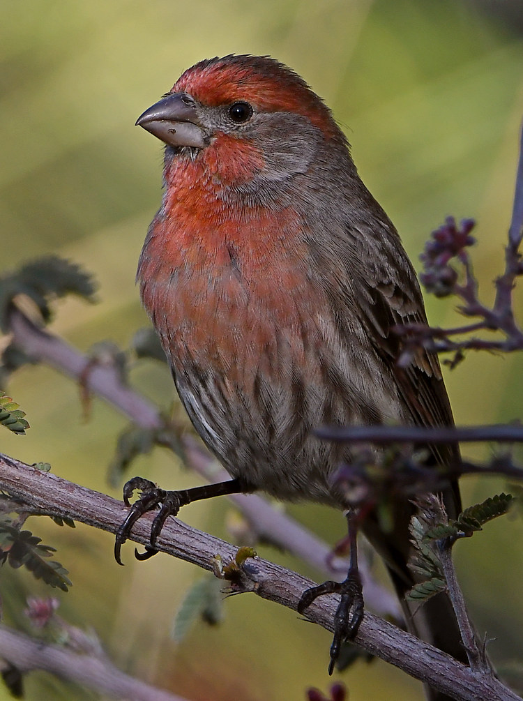Finch5.jpg