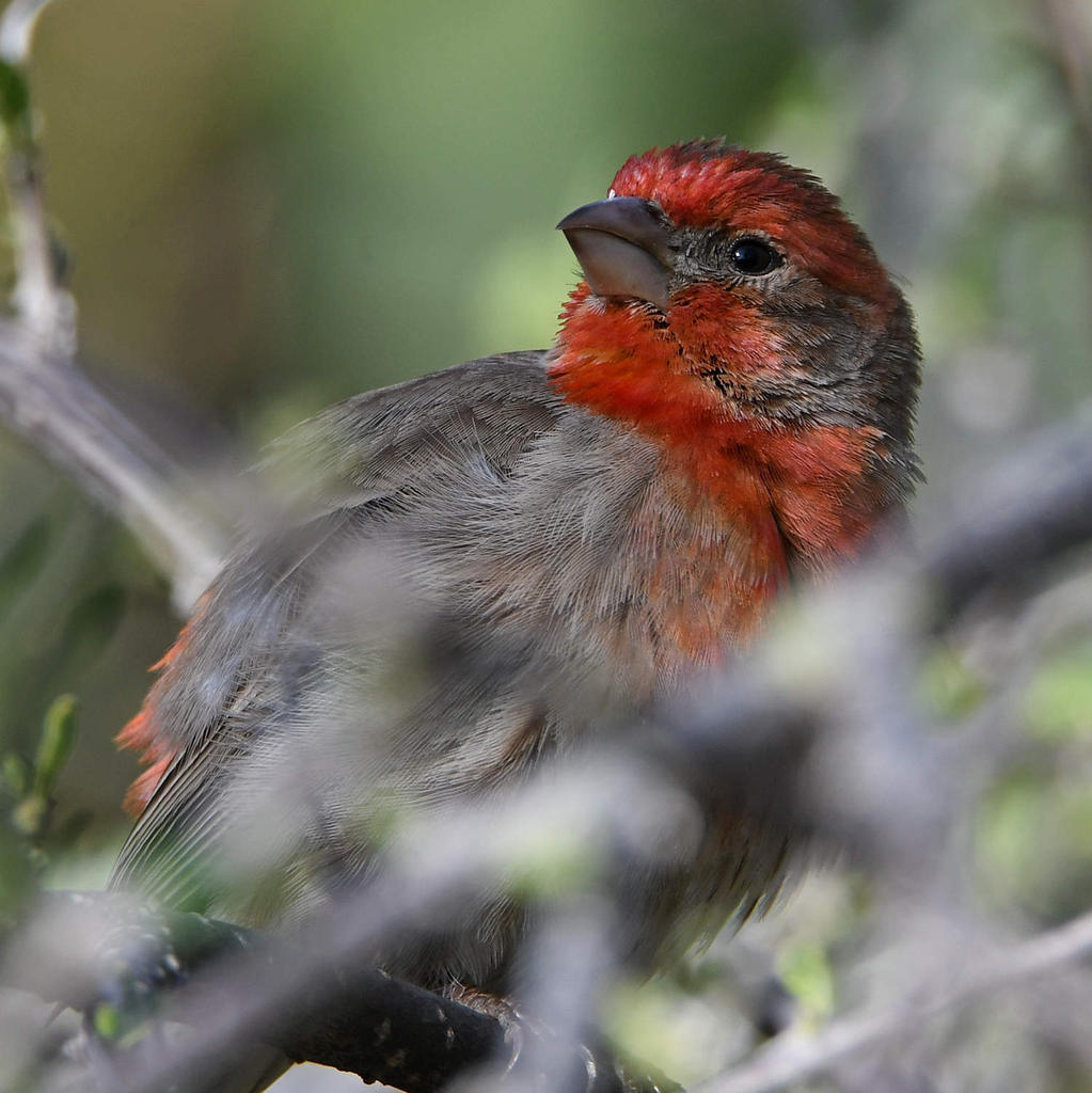 Finch5.jpg