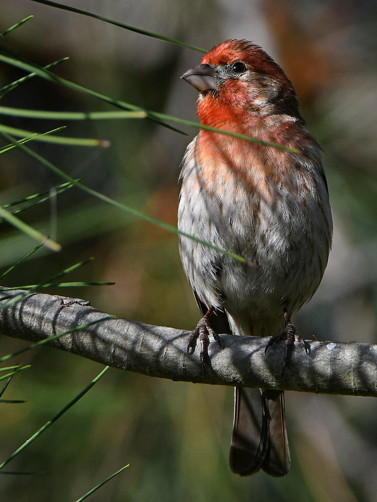 Finch5.jpg