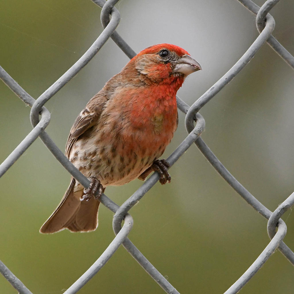 Finch5.jpg