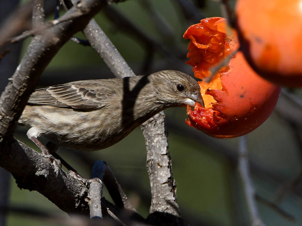 Finch5.jpg
