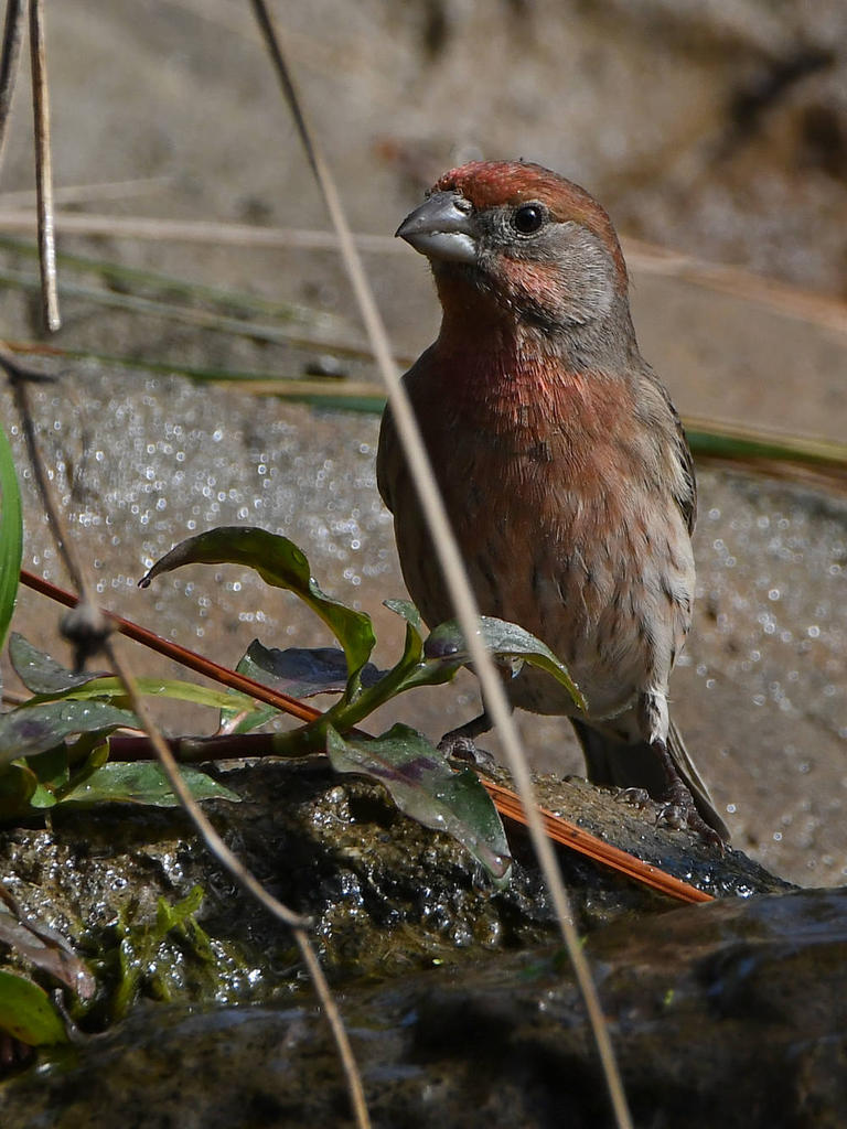 Finch5.jpg