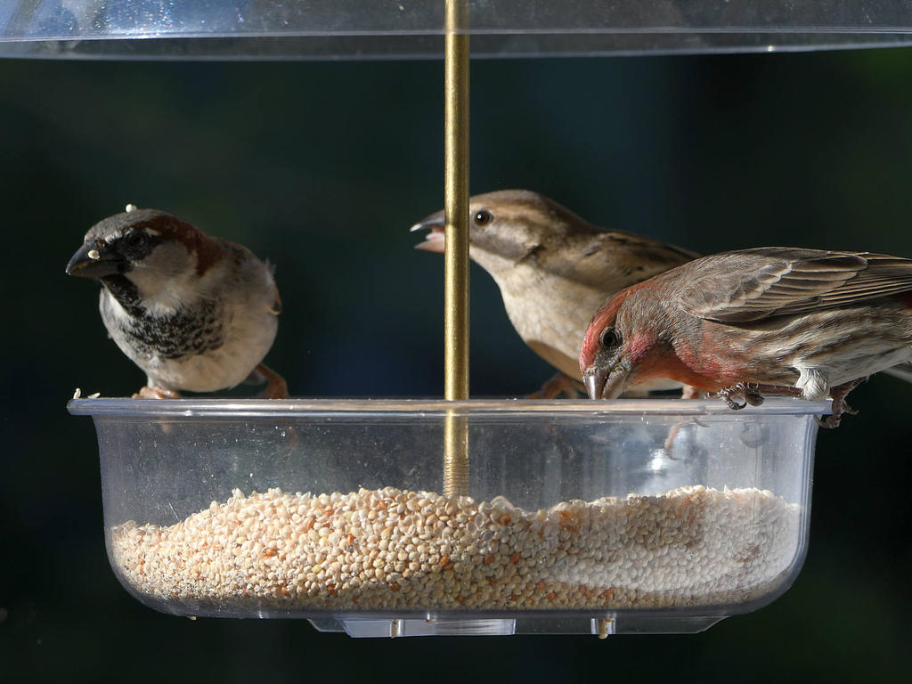 Finch5.jpg