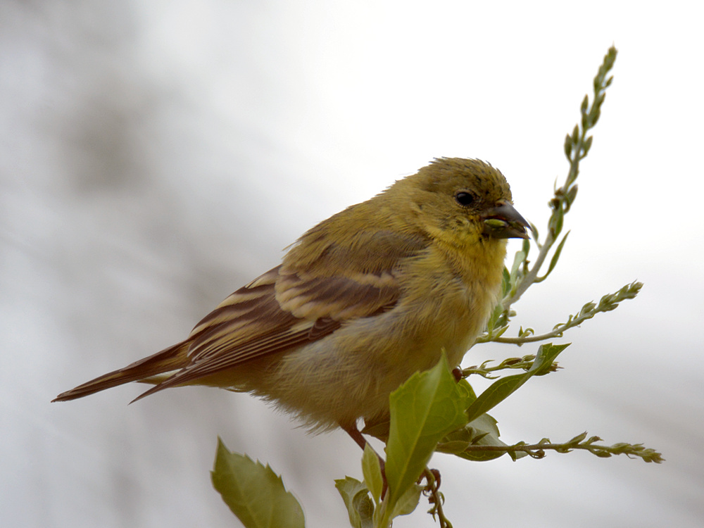 Finch6.jpg