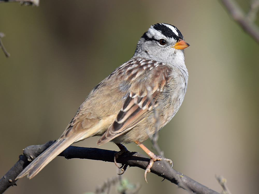 Finch6.jpg