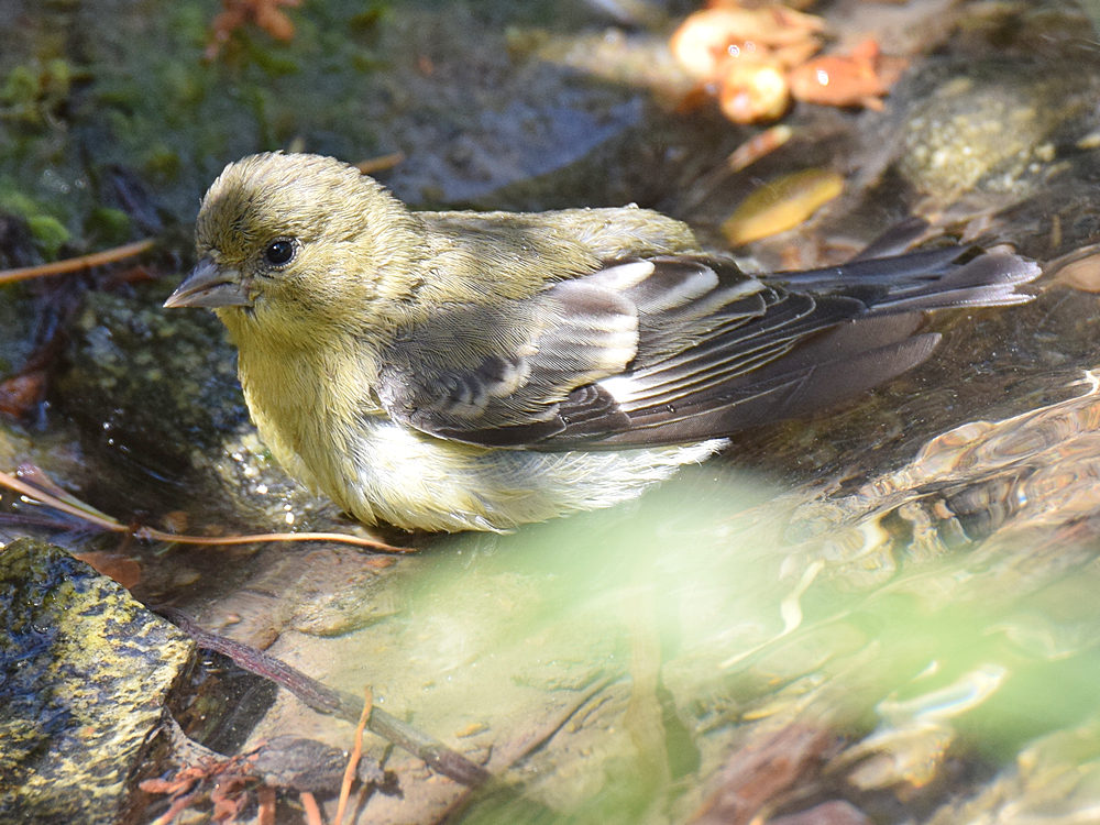 Finch6.jpg