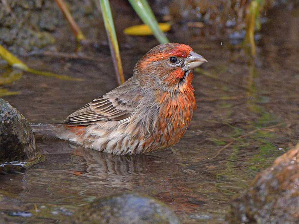 Finch6.jpg