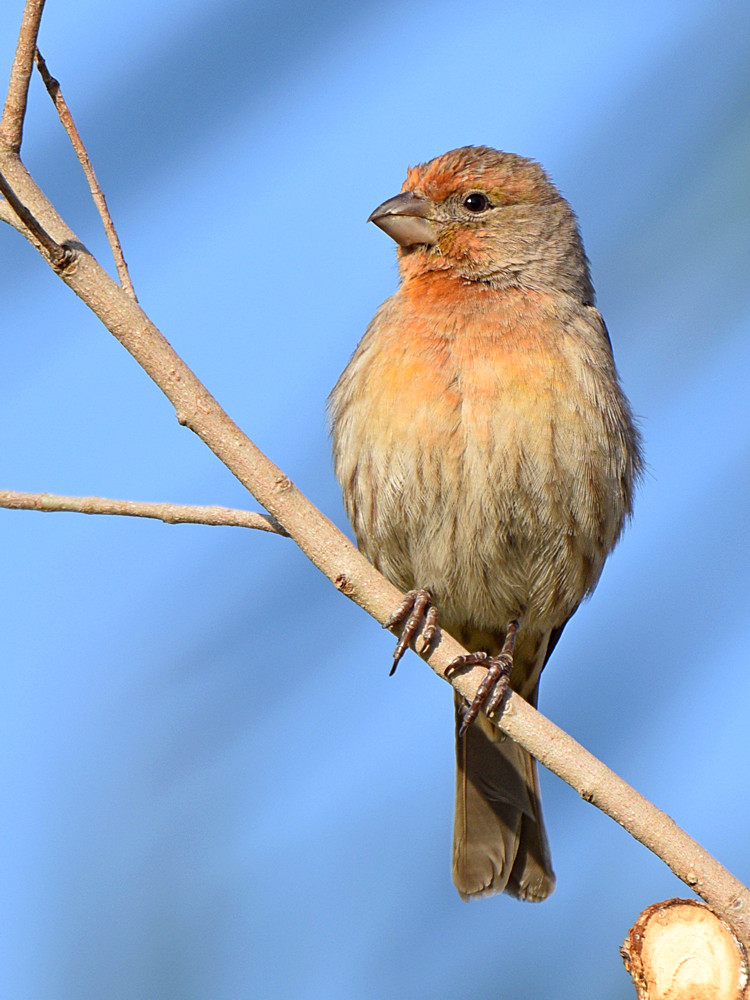 Finch6.jpg