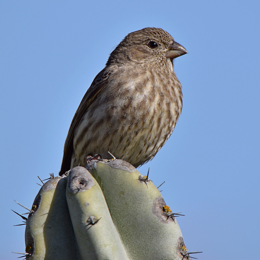 Finch6.jpg