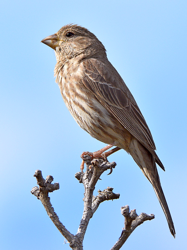 Finch6.jpg