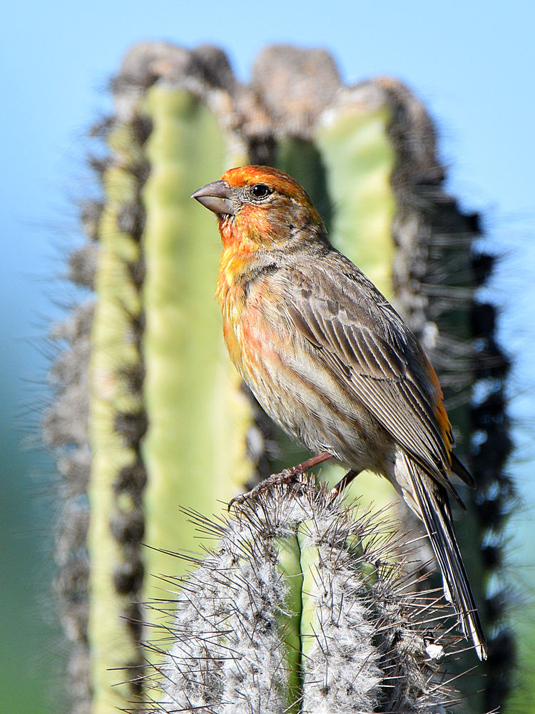 Finch6.jpg