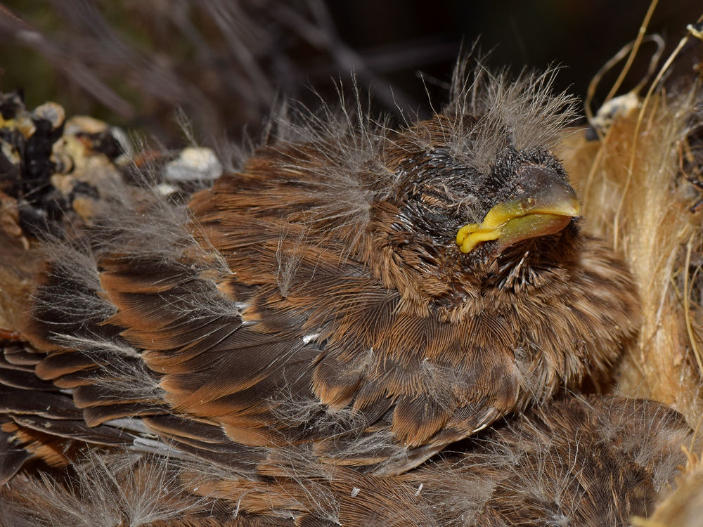 Finch6.jpg
