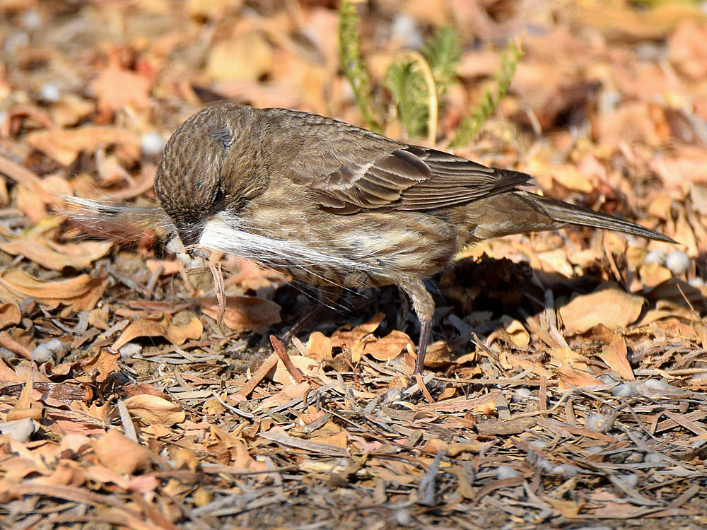 Finch6.jpg