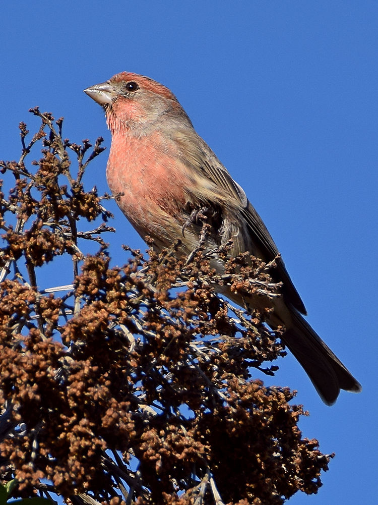Finch6.jpg