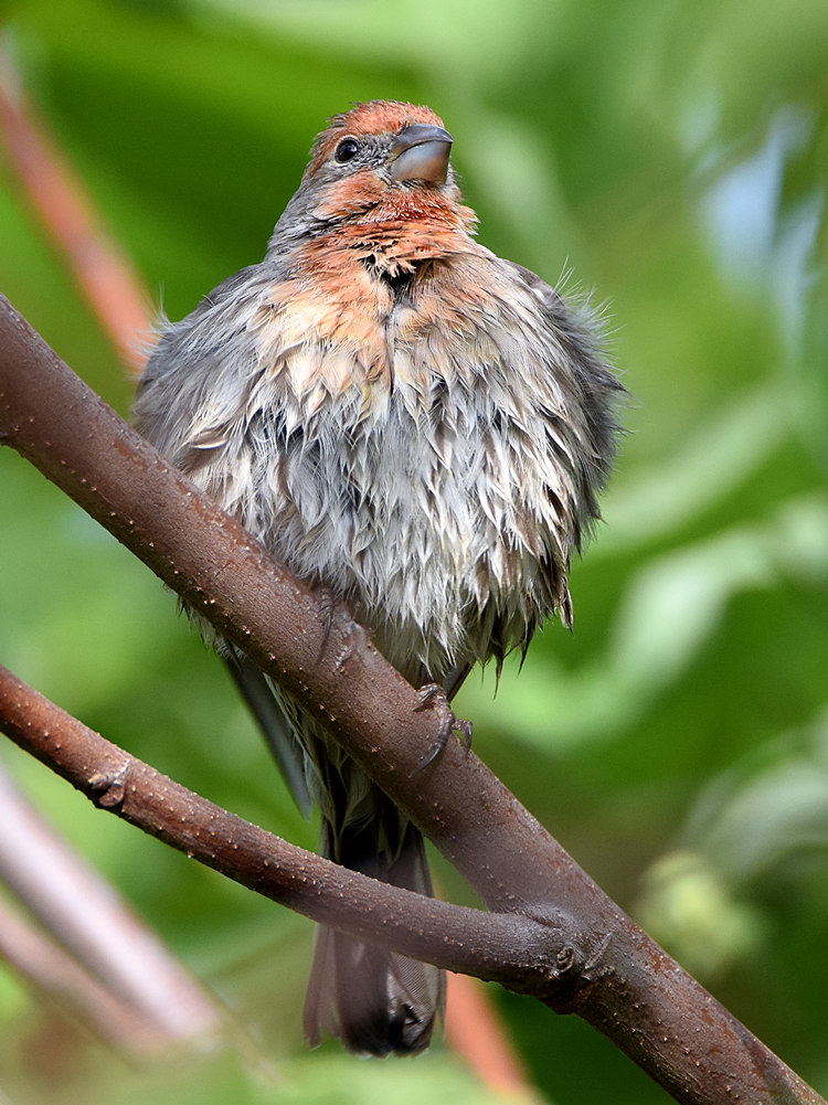Finch6.jpg