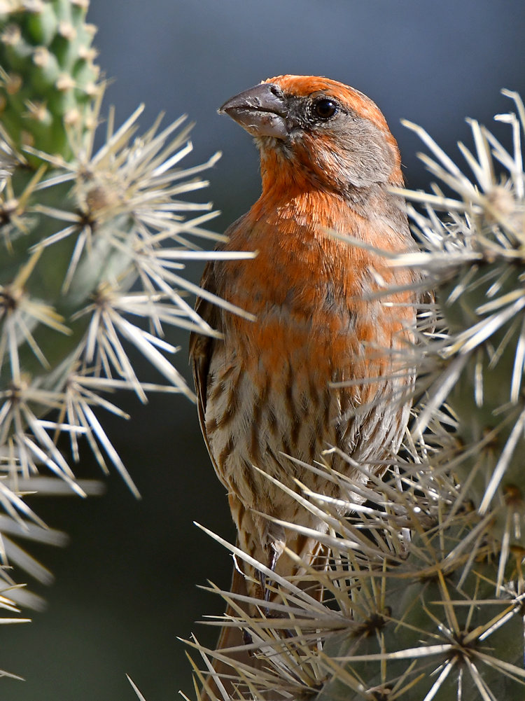 Finch6.jpg