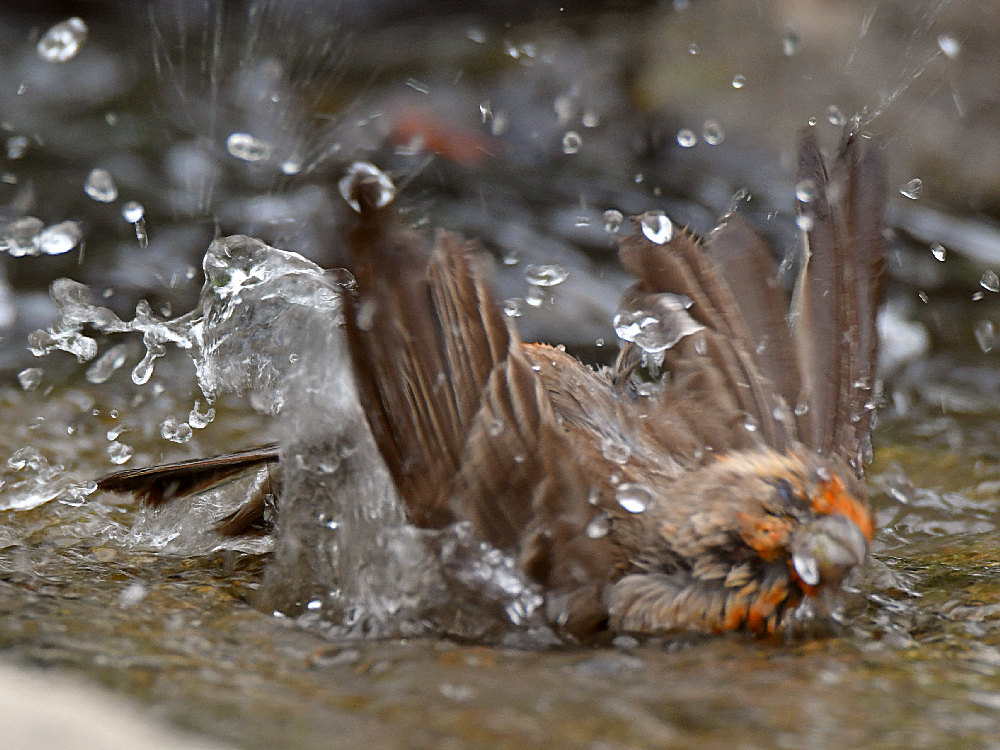 Finch6.jpg