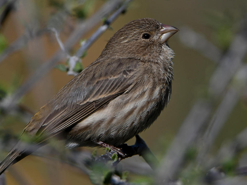 Finch6.jpg