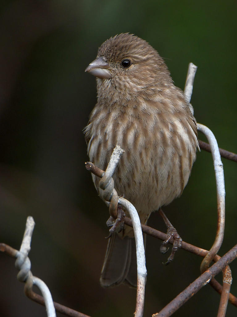 Finch6.jpg