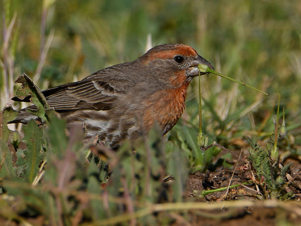 Finch6.jpg