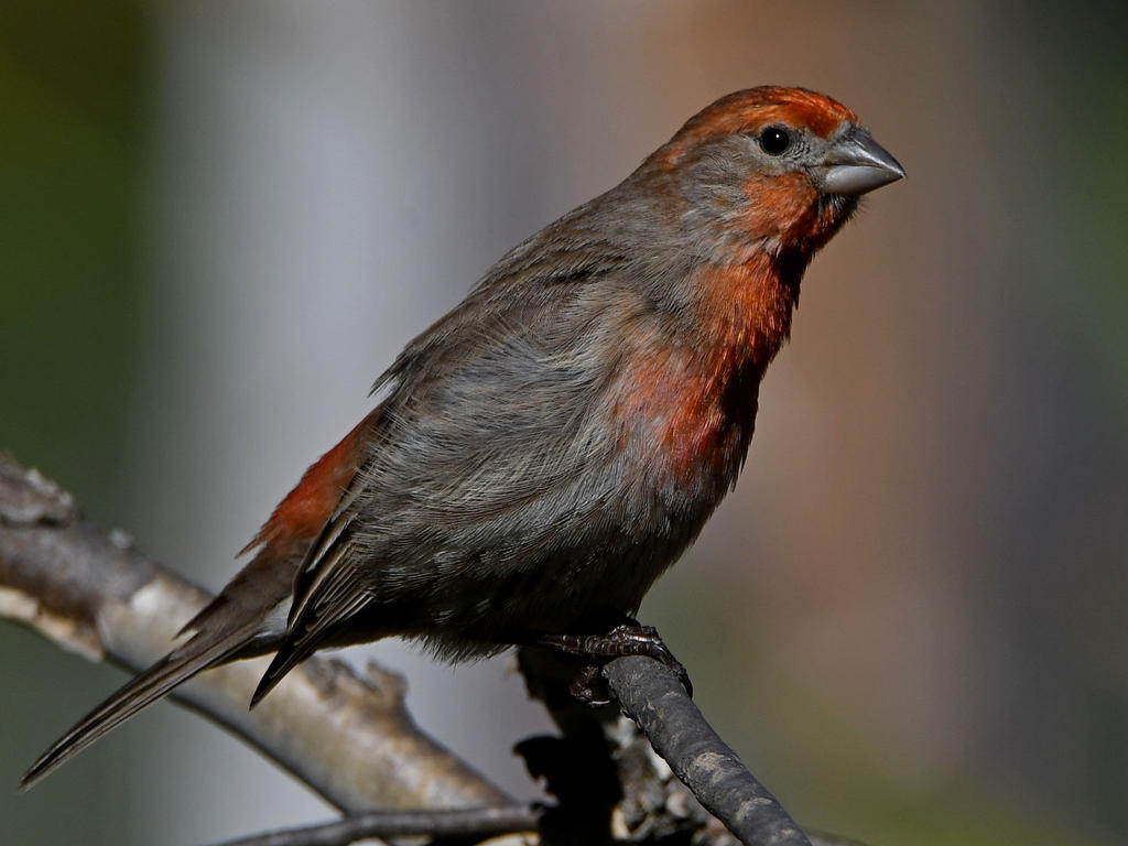 Finch6.jpg