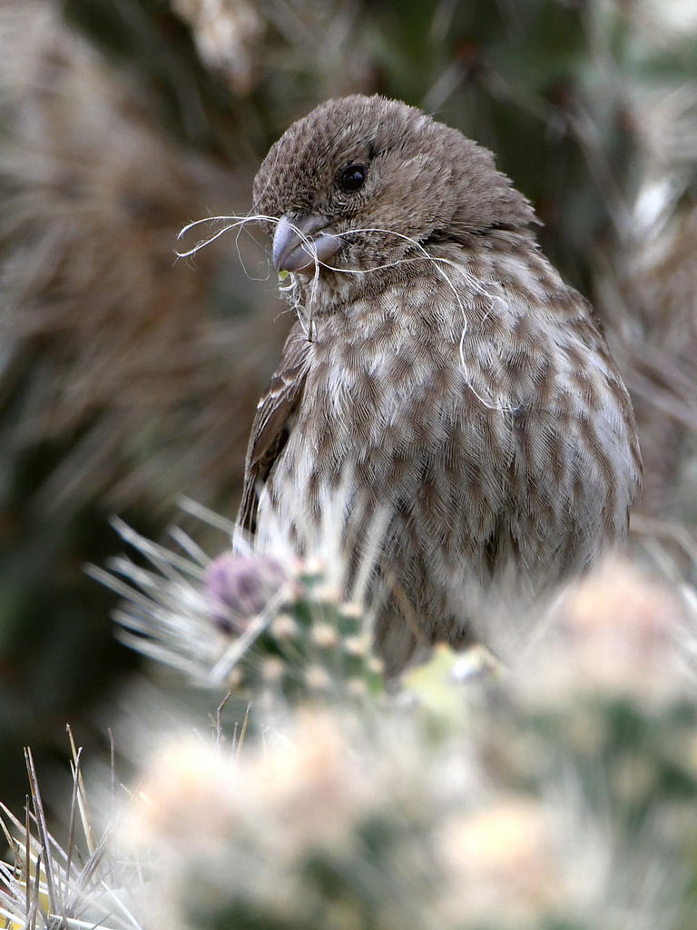 Finch6.jpg