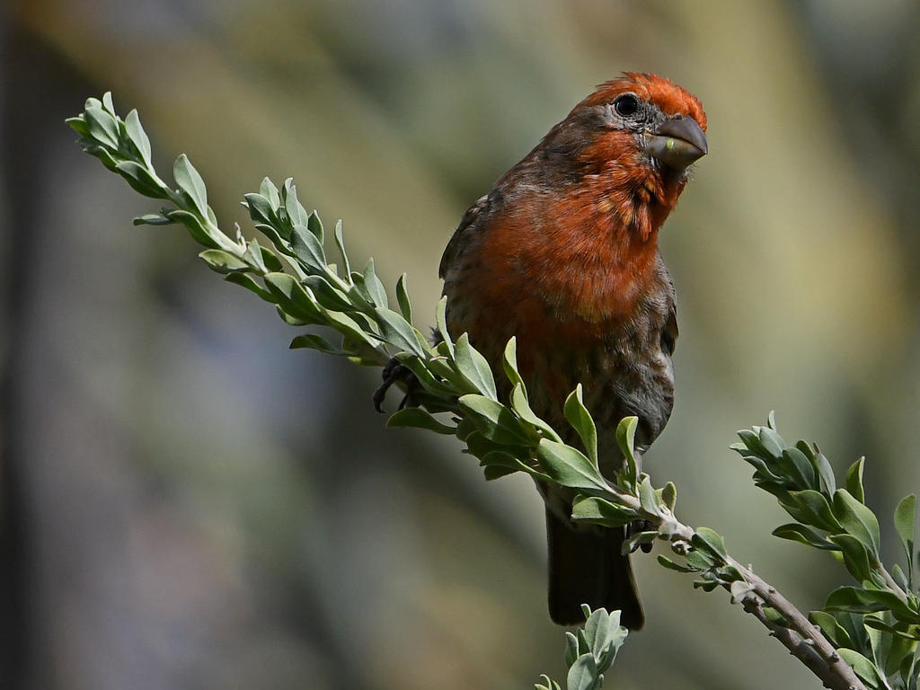 Finch6.jpg