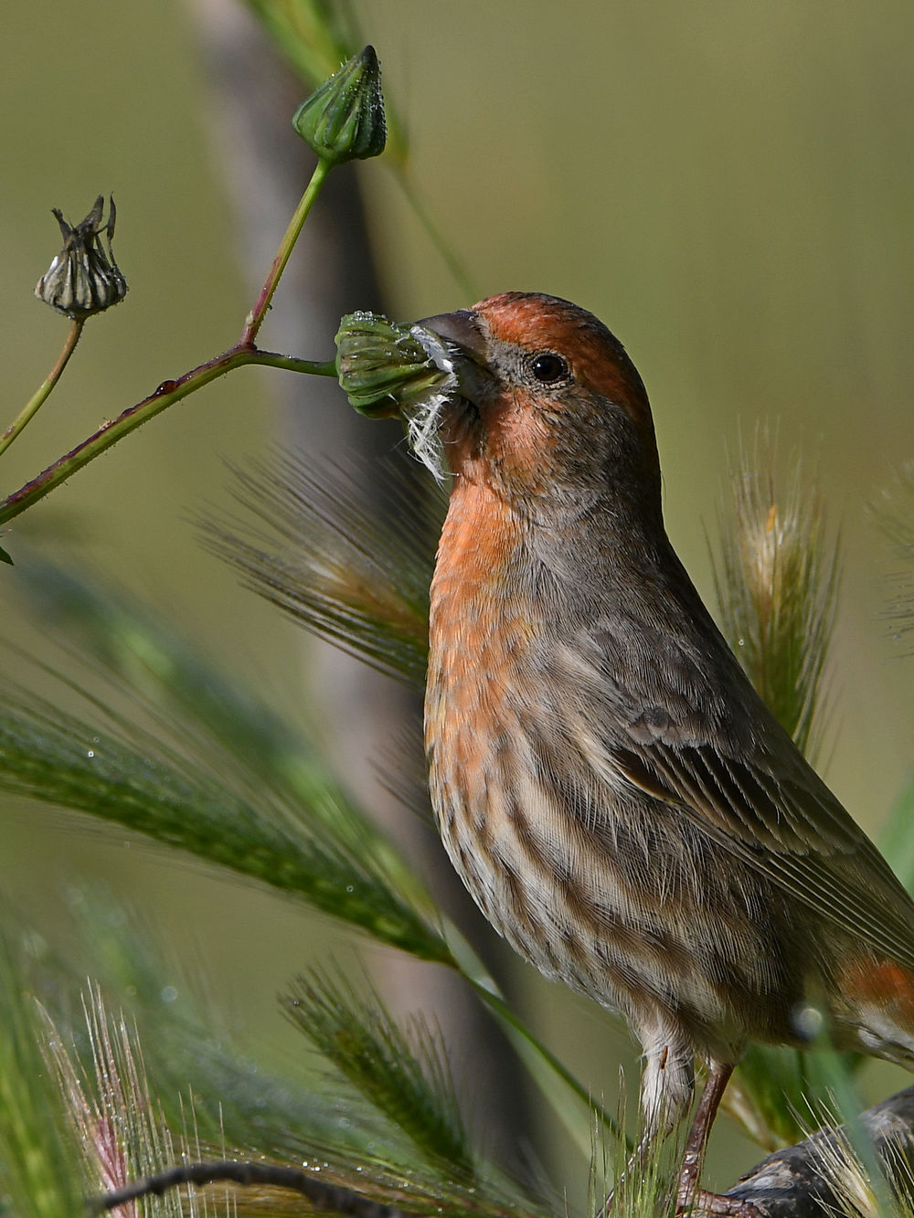 Finch6.jpg