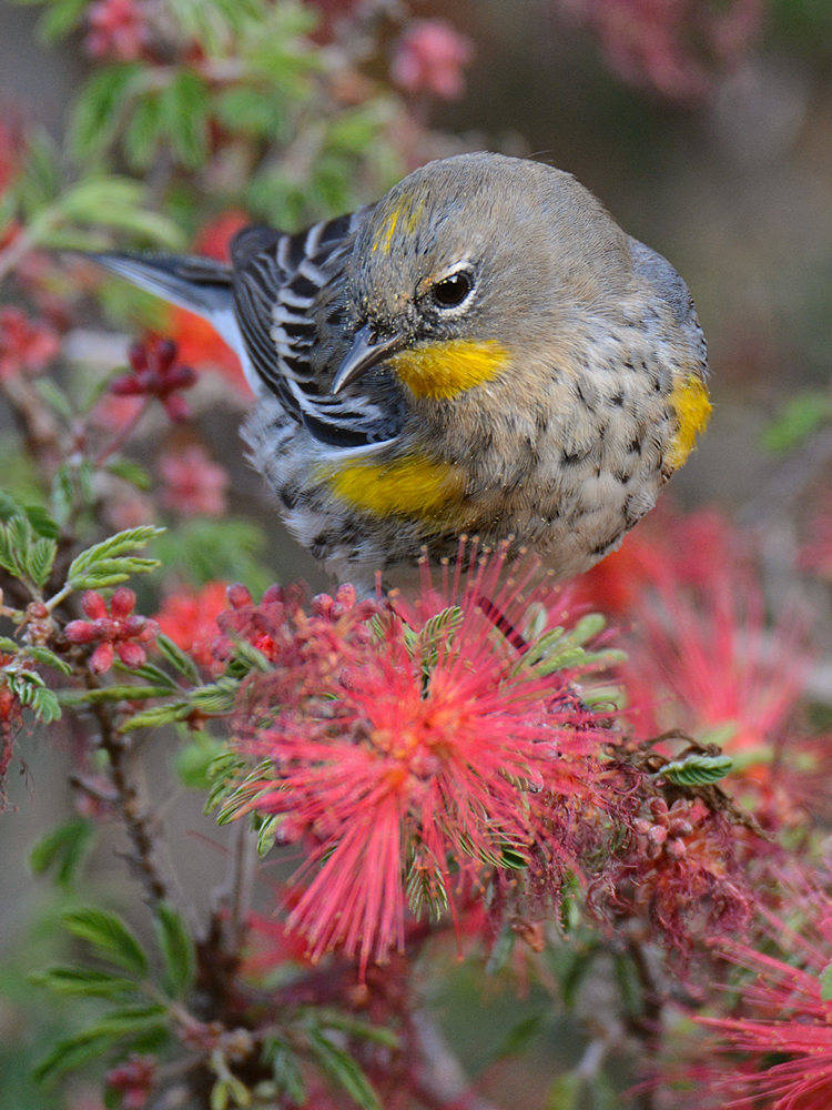 Finch7.jpg