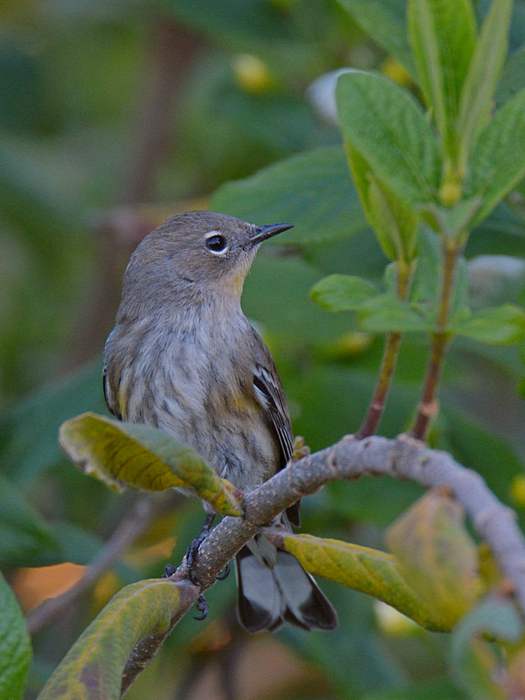 Finch7.jpg