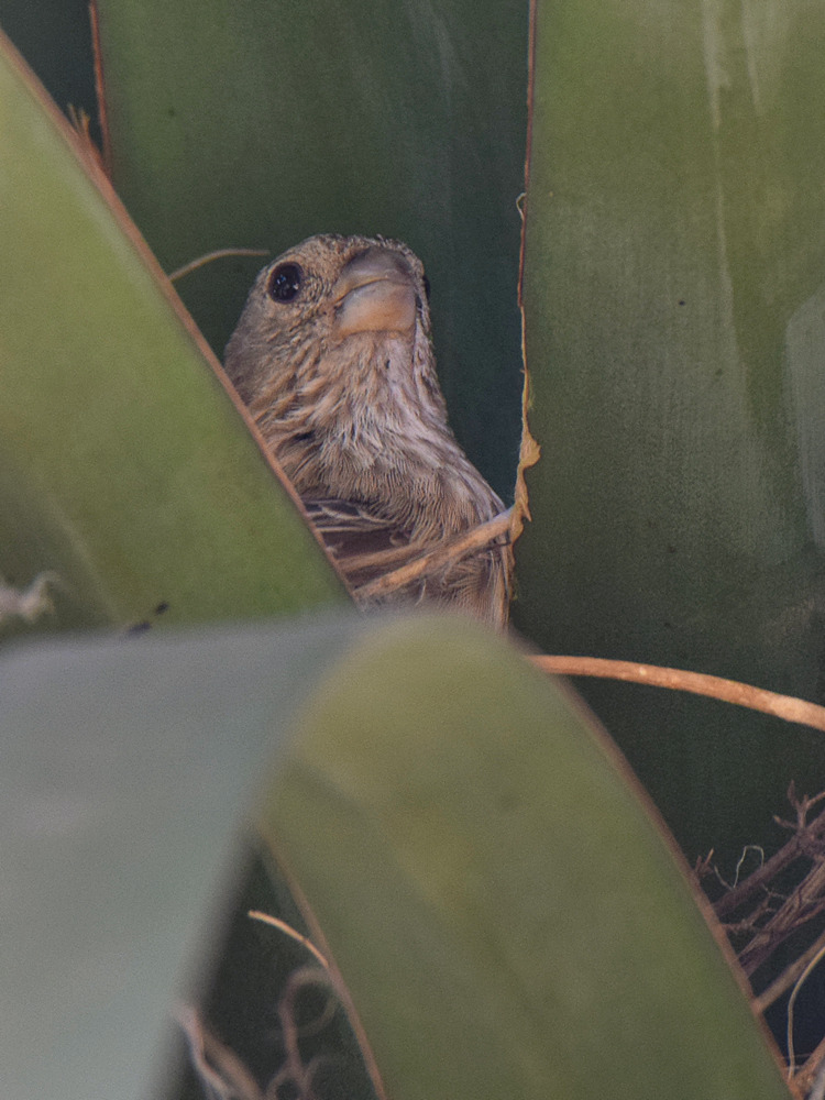 Finch7.jpg