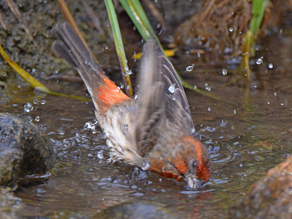 Finch7.jpg