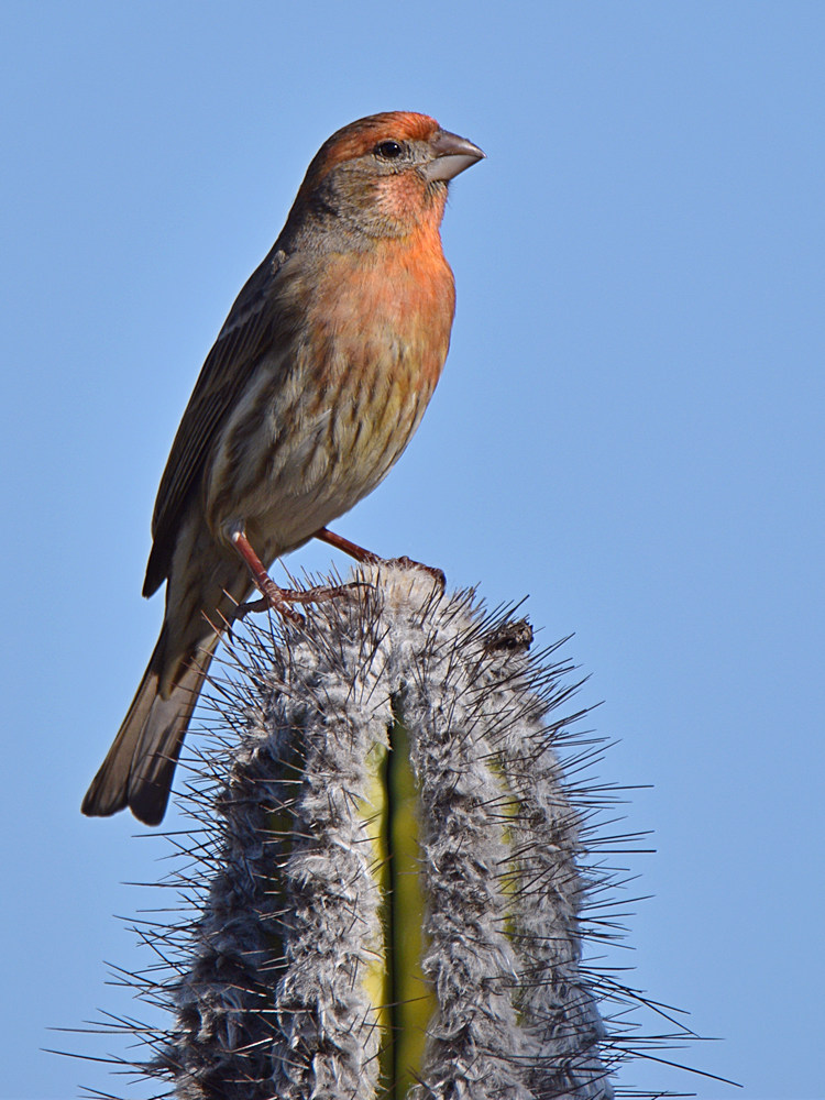 Finch7.jpg