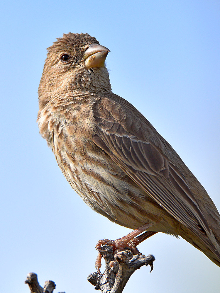 Finch7.jpg