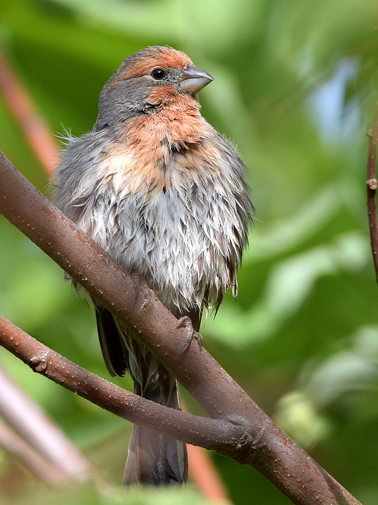 Finch7.jpg