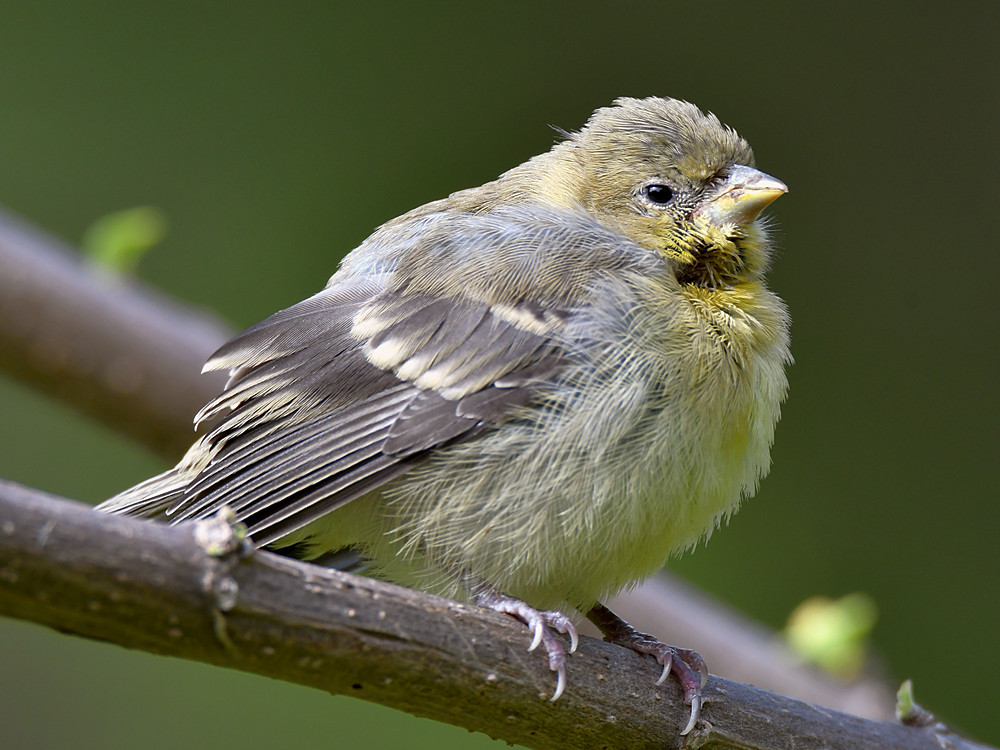 Finch7.jpg