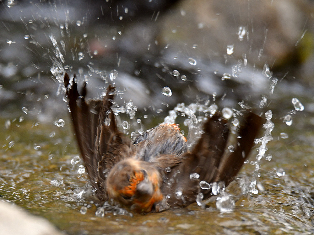 Finch7.jpg