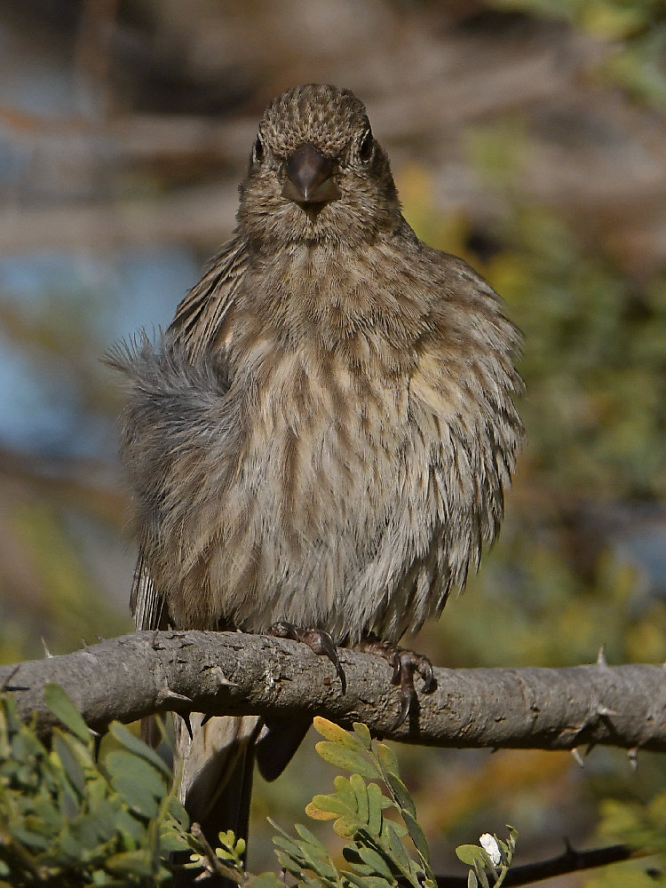 Finch7.jpg