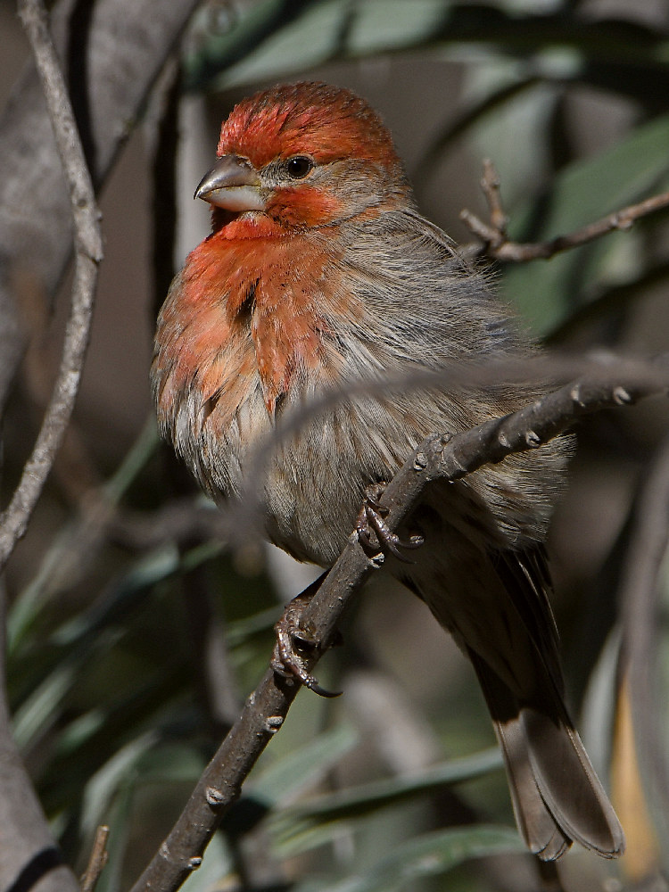 Finch7.jpg