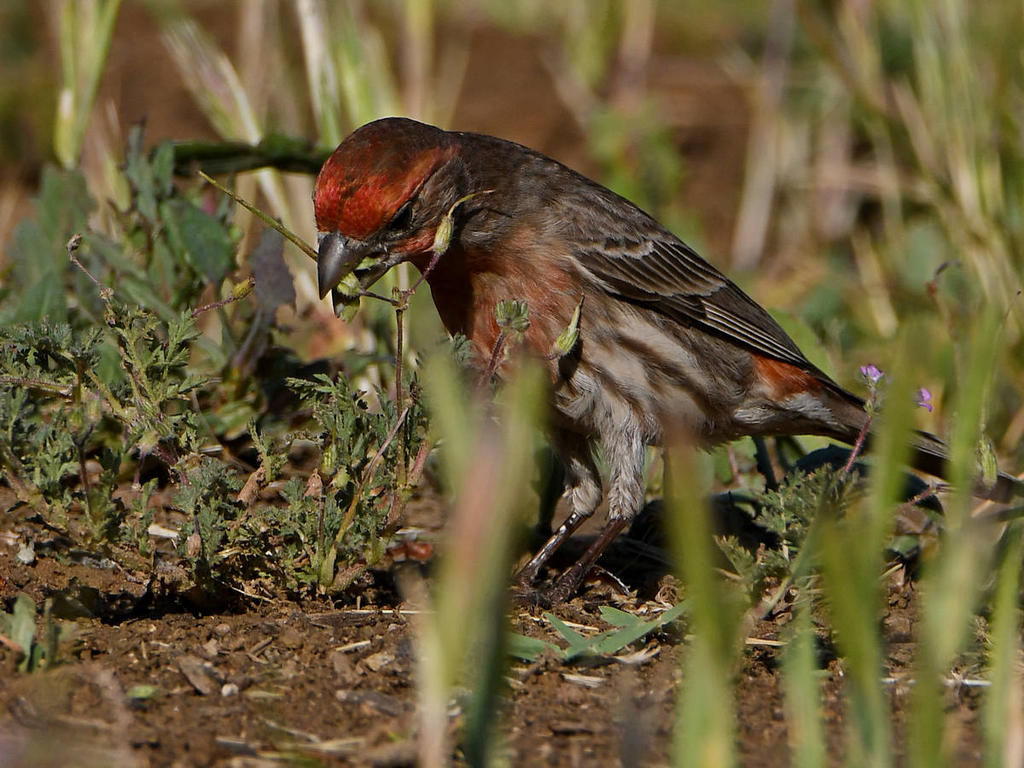 Finch7.jpg