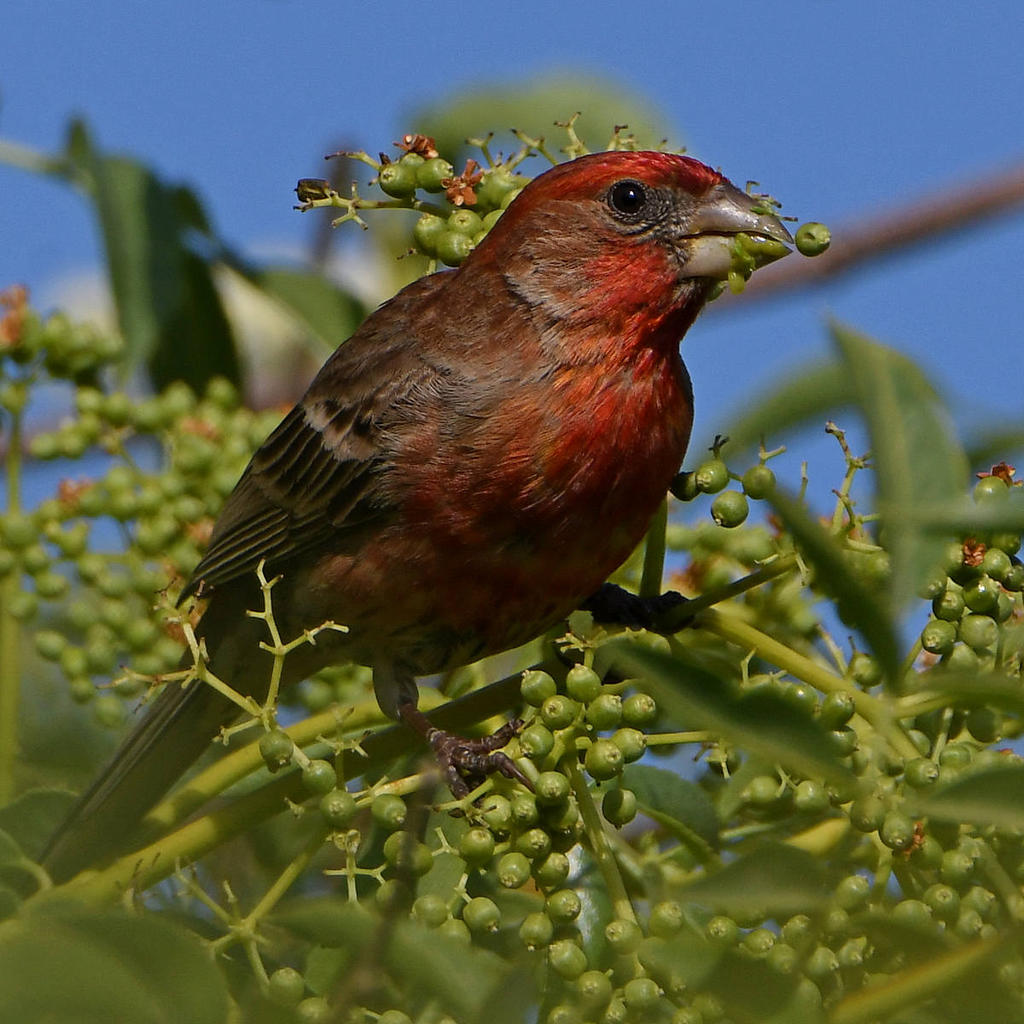 Finch7.jpg