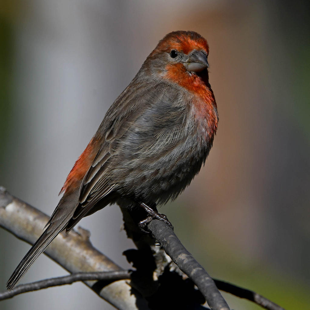 Finch7.jpg