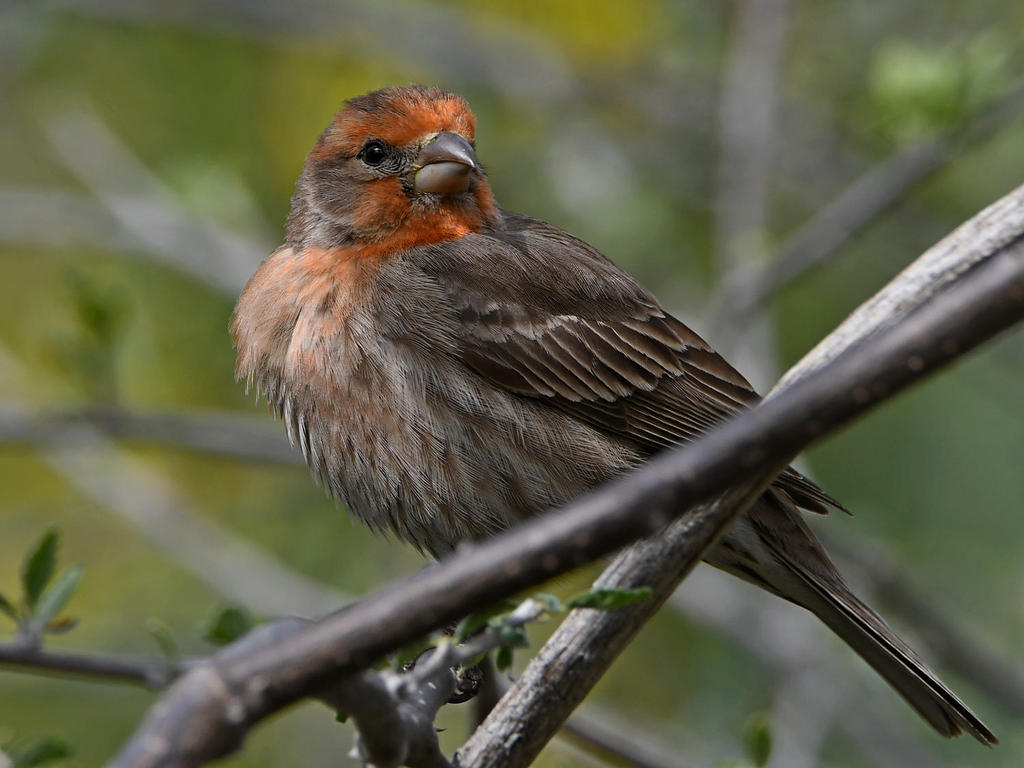 Finch7.jpg