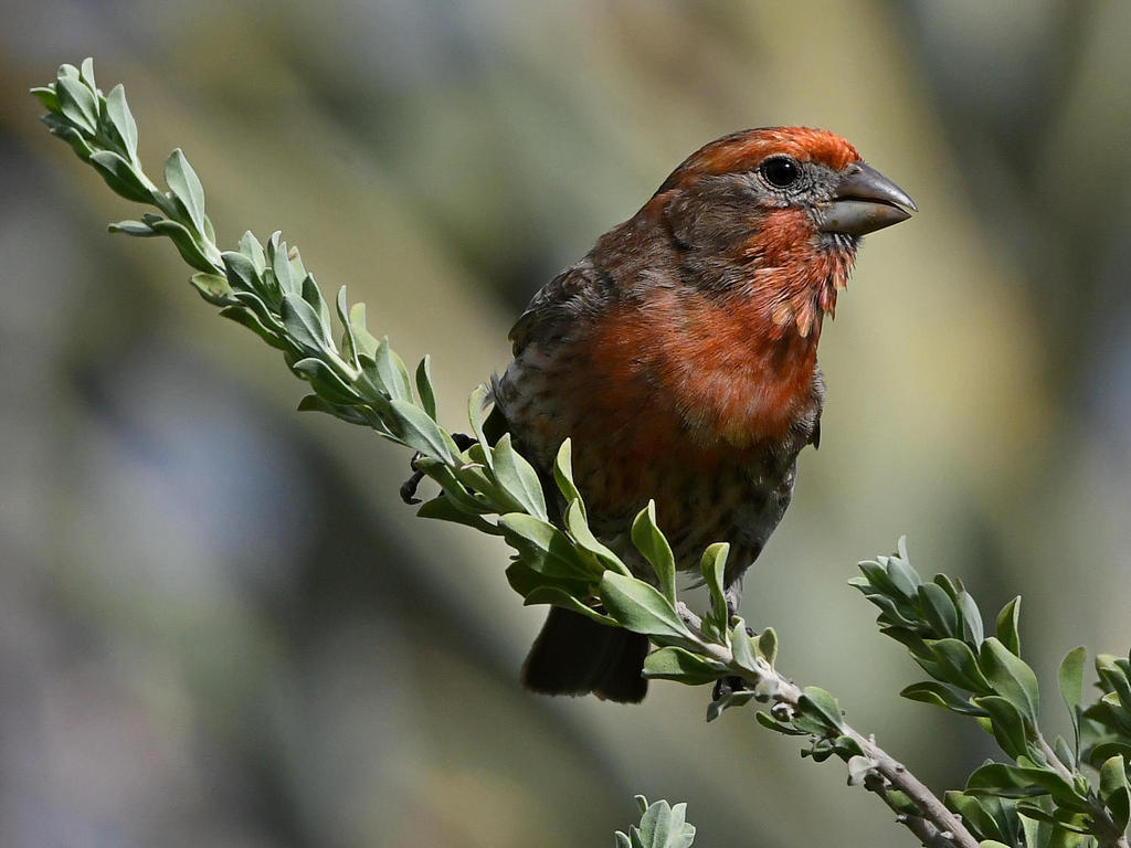 Finch7.jpg